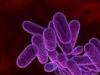 bacterie_rez_antib78.jpg