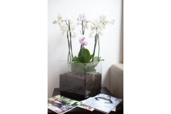 Ambra Clinica Dentara - 423242_162641437190396_162397787214761_230450_2119771355_n.jpg