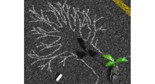 Cabinet Individual de Psihologie Mihaela Calin