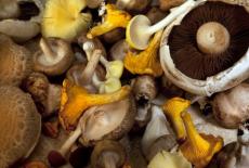 Beneficiile consumului de ciuperci pentru organism